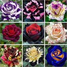 300 Mixed Rare Rose Seeds for Planting Flower Bush Perennial Shrub Mix color