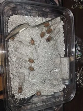 1 gram silver shot .9999 pure NO MIN Precious Metals Crystal Shot Bullion 