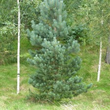 20 Scots Pine Trees 20-25cm Tall,Native Evergreen, Pinus Sylvestris 2yr old 