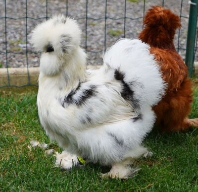 Silkie Show Girl Paint 3 Eggs Calico Splash RARE COLORS ~ Fancy Breed PURE  96L