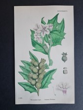 Antique 1873 print - English Botany - Hyoscyamus niger -