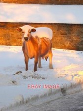 PHOTO SNOWY COW SEEN IN EVENIN…