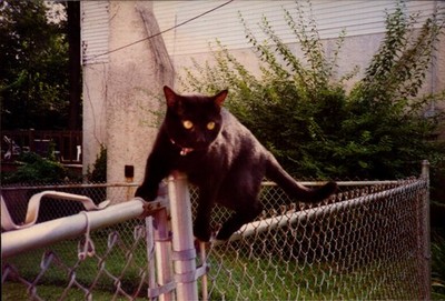 Vintage Found Photograph  Cat Balancing on Fence in Suburban Backyard Scene