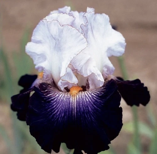 50pcs Rare Heirloom Iris Seeds - Beautiful and Colorful Blooms for Garden - Picture 10 of 13