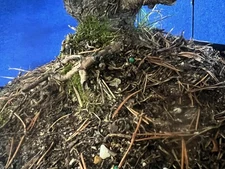 Dwarf Mugo Pine Bonsai Tree 13 Years Old In 15 In Tall Healthy