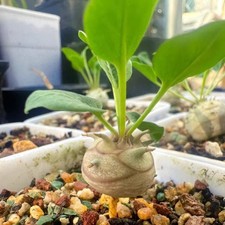 1.3-1.5cm 1Piece Live Tuber Euphorbia Globulicaulis Cactis Garden Rare Planting