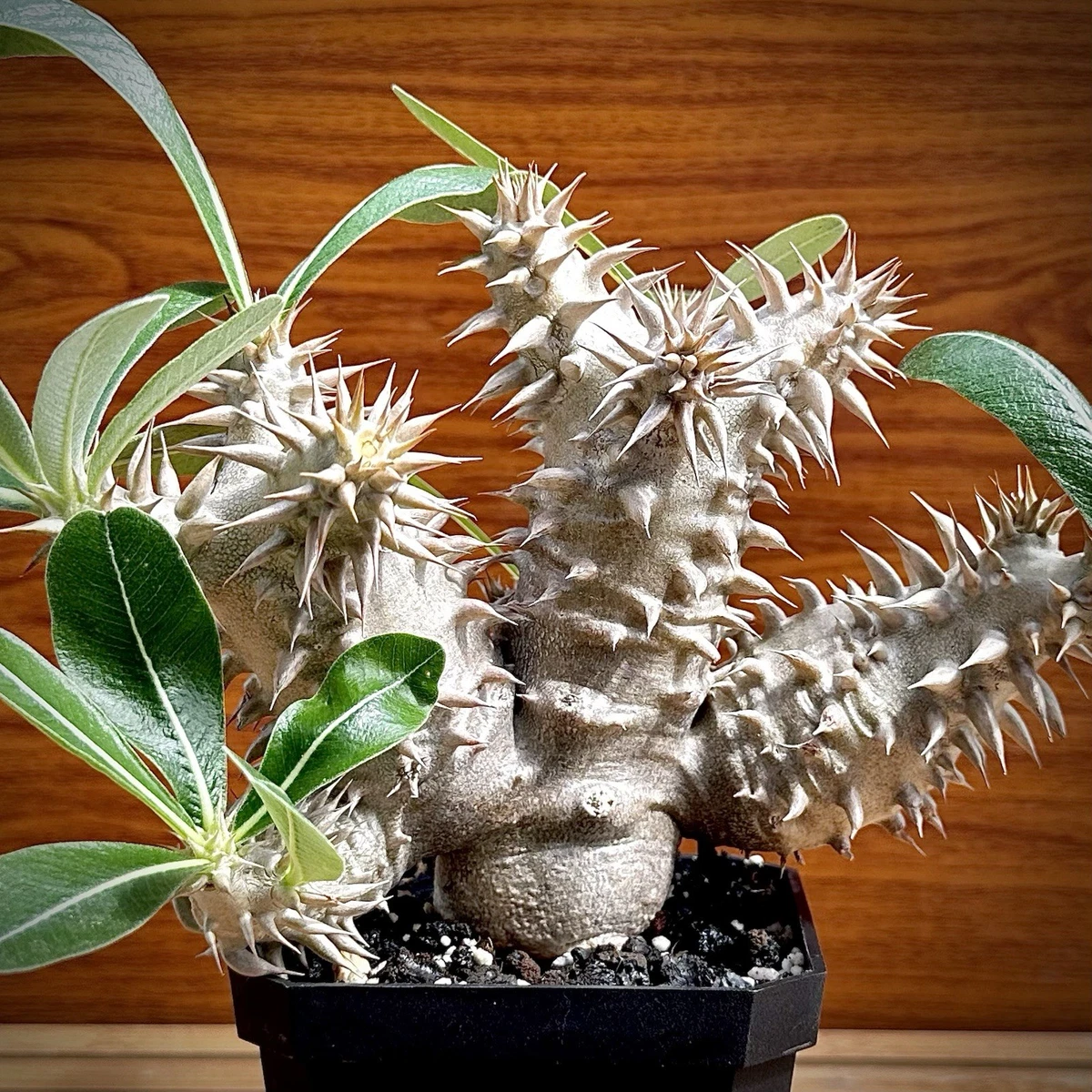 Pachypodium Caudex Cactis&Succulents for sale | eBay