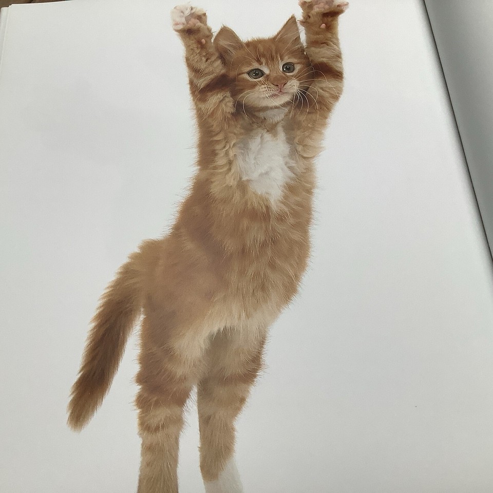 Kittens soft Warm Fluffy Hardcover By Burton, Jane Like New Coffee