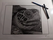 Sea Turtle Drawing 
