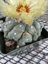 Astrophytum asterias cv. Kikko Lizard Skin Only One Available