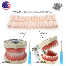 Dental Typodont Model For Kilgore NISSIN 500 Type With Screw-in Removable Teeth