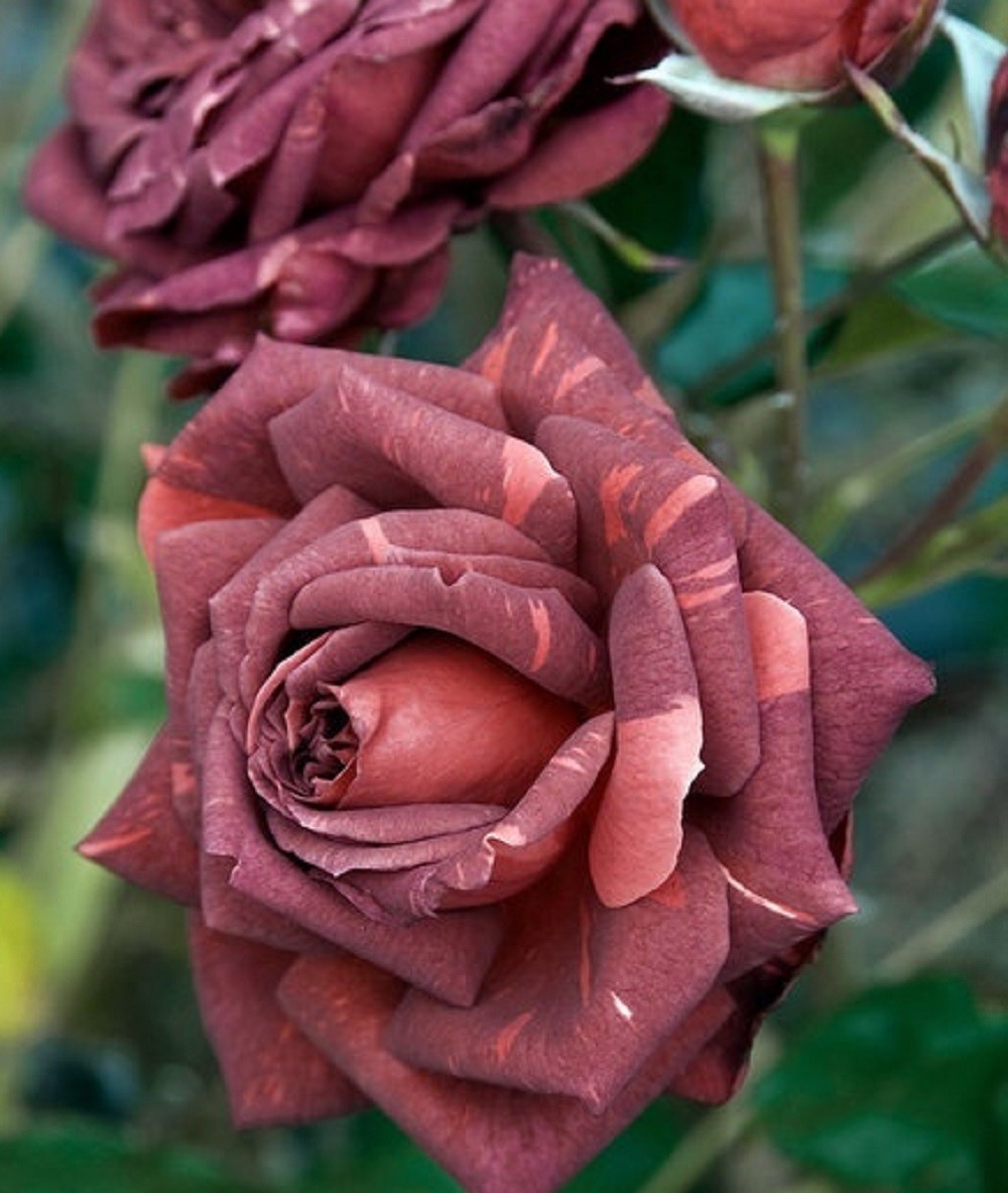 Striped sport of 'Jocelyn' rose - 5 dormant cuttings- rare and