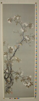美品 掛け軸 小田海僊筆「桜花小禽図」複製印刷 名画 フランクリン画廊 美品 掛け軸 小田海僊筆「桜花小禽図」複製印刷 名画