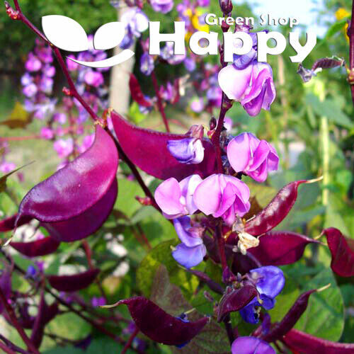 CLIMBING FLOWERS - Vines - Thunbergia Morning Glory Sweet Pea - Flower seeds - Picture 105 of 121