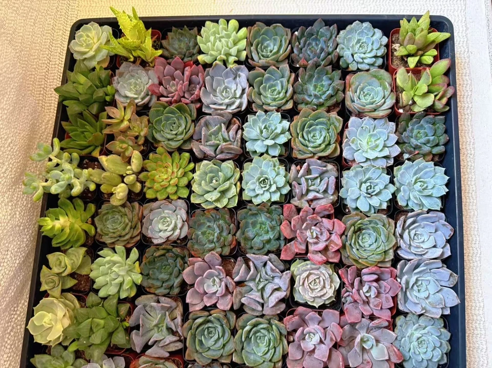 Paquete a granel de plantas suculentas surtidas vivas de 2" - Favores de fiesta de boda envío gratuito Foto 3 de 4