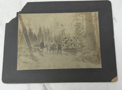 Logging Horse Team Photo   Antique Lumber Camp Work Scene American Industrial
