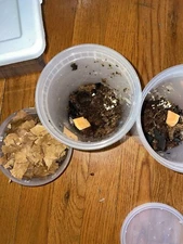 45 Dairy Cow Isopods 20 Armadillidium Vulgare And 6 Cubaris + Free Springtails