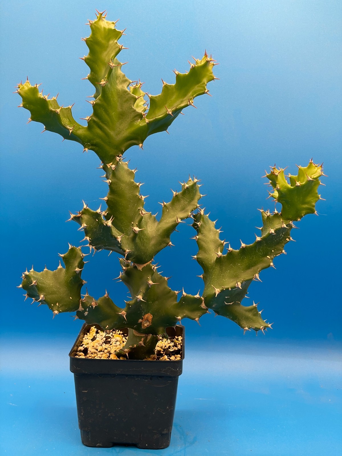 Spiral Euphorbia - Euphorbia Tortilis 4.5" Pot! Twisted Spurge - Super Healthy!