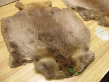 Tanned Beaver Hide From Canada Light Color Open Leg  Damaged Id Tag Green