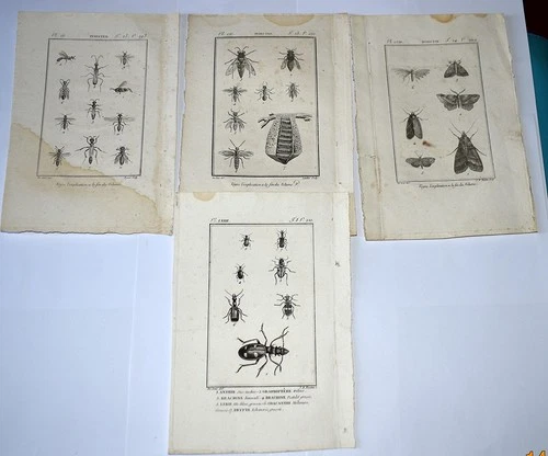 FRANCE - ENGRAVINGS 18° - 4 PLATES WITH INSECTS