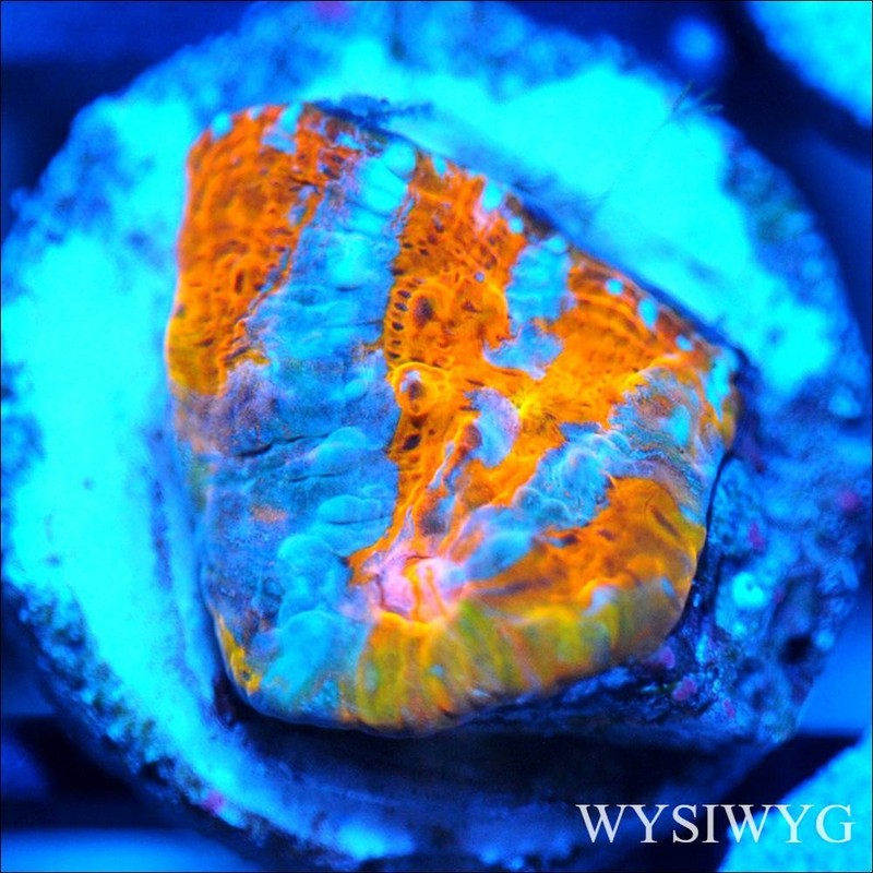 Corals of Eden WYSIWYG Live Coral Frag~ Nuclear Explosion Chalice