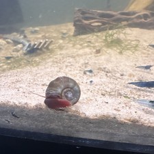 Ramshorn Snails, Freshwater Snail, Aquarium, Beginner, Tropical Water, Live