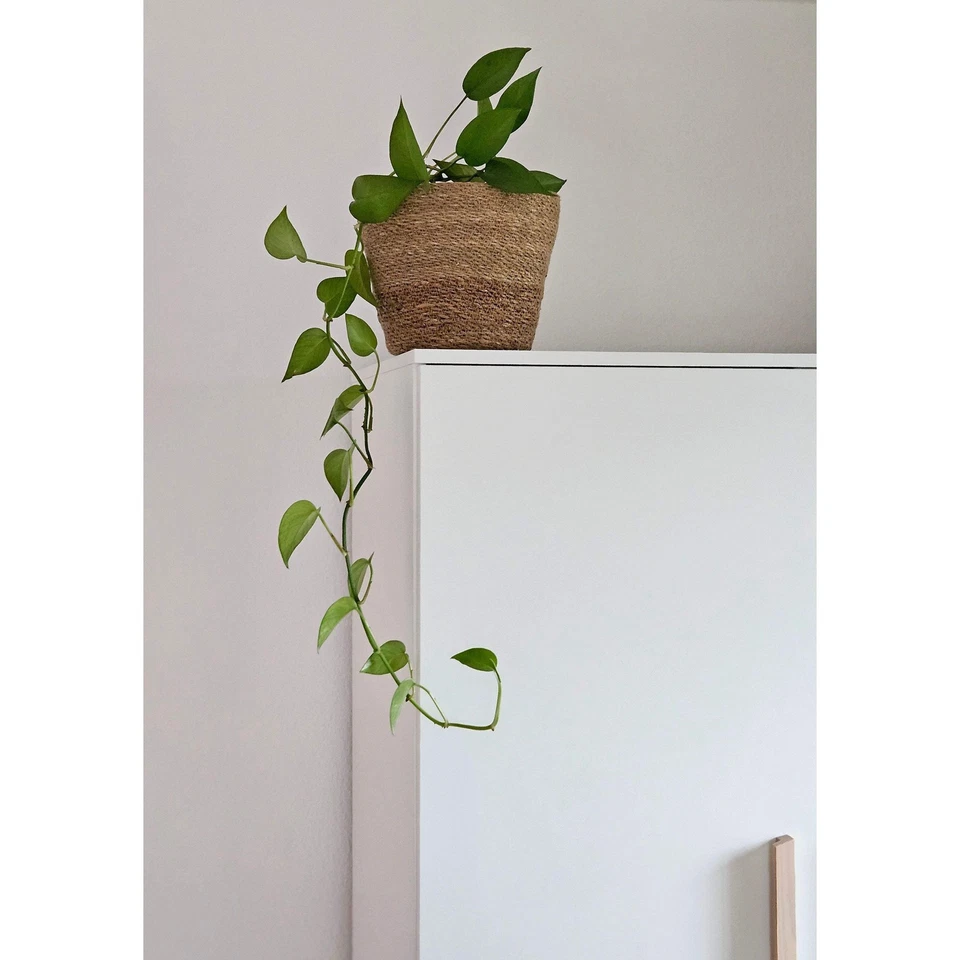 Blumentopf Pflanztopf Pflanzkorb Korb Übertopf Seegras braun rund Groß Ø 25 cm - Bild 3 von 4