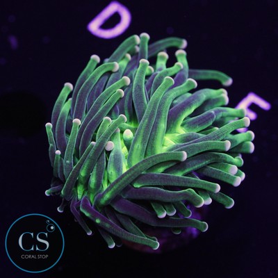 CS Yellowish Tip Torch - WYSIWYG Live Coral