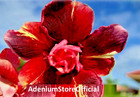 100 x Adenium Obesum, Double Madam Butterfly, Desert Rose, Succulent BULK