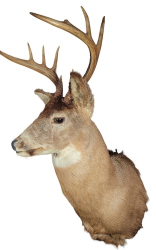 Shoulder Mount 9 Point White Tail Deer Real Antler Buck Doe Taxidermy - Picture 13 of 24