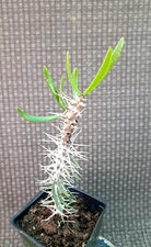 Didierea Trollii 'Nova' Octopus Cactus Plant 7H