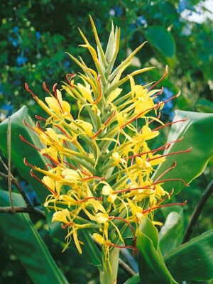 Ginger Lily Plant Home Garden Gumtree Australia Free Local Classifieds