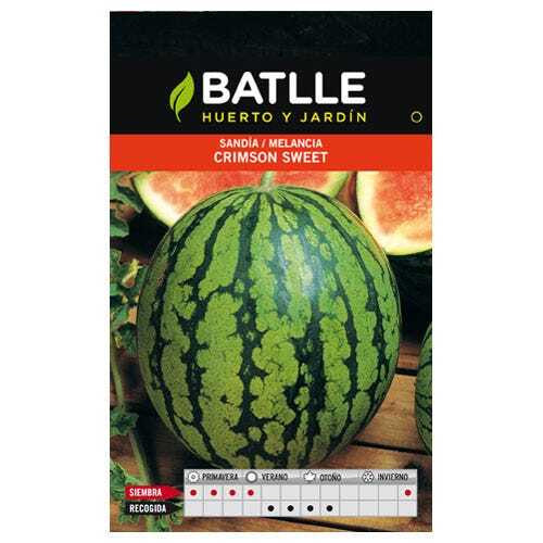 Semi Di Salsify Geant Noire De Russie - 600 Semi | Radice Nera Da Cucina | Coltivazione Facile - Foto 5