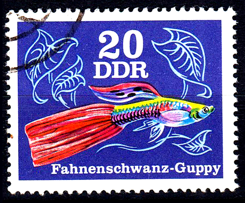 Germania DDR timbrato pesce guppy coda di bandiera pesce ornamentale acqua dolce / 6560