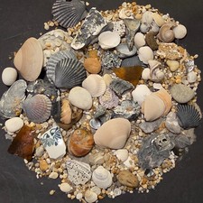 collection of sea shells, sea glass, coral and stones 3