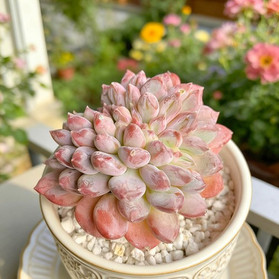 #ad Echeveria ‘Pink Jenny’ Crested Succulents Plants Live Bare root without soil po $18.00