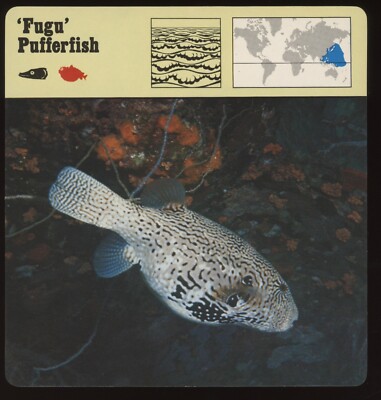 Fugu Pufferfish  Safari Cards Rencontre Fish
