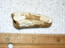 Dinosaur fossil tooth Spinosaurus Cretaceous Era bigger 1.5 inch long D75