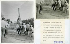 Daktari Marshall Thompson Giraffe Press Photo 8X10 jambo wagon train George