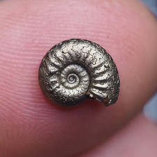 10 mm Ammonite Pyrite Aveyron Jurassic Dino Fossil France lot Golden 3104