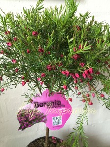 1 Fleurs Rouges Boronia Heterophylla Lipstick Exterieur Jardin Arbuste Plante Pot Ebay