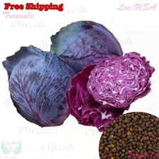Red Acre Cabbage - Cabbage Seeds | Golden Acre Cabbage Seeds | Non-GMO