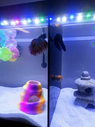 Betta fish tank divider (no suction cups needed) - Picture 12 of 12