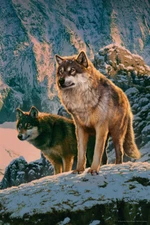 Wolf Couple Snowy Ridge Sunset by Vincent Hie Art Print Poster 12x18