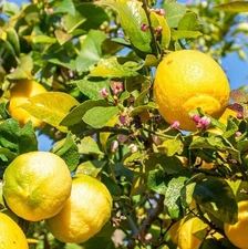 Meyer Lemon Tree Seedling 3-5" in 4" Pot, Tropical Citrus Plant, Fruit Tree