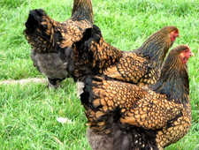 6 NPIP AI CLEAN GOLD LACED BRAHMA CHICKEN HATCHING EGGS