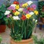 25x Freesia Mixed Bulbs Hardy Perennial Garden Flowers