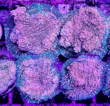 Hot Pink and Green Chalice Coral Frag Free Shipping!