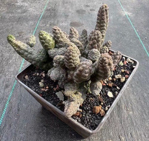 10cm+ Euphorbia gymnocalycioides WYSIWYG Self Rooted - Picture 6 of 7