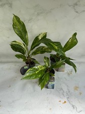Anthurium Hookeri, Pick Your Plant